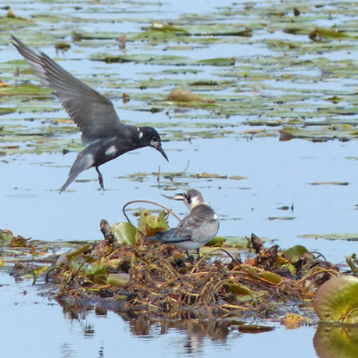 Marl Lake Resource Management Area